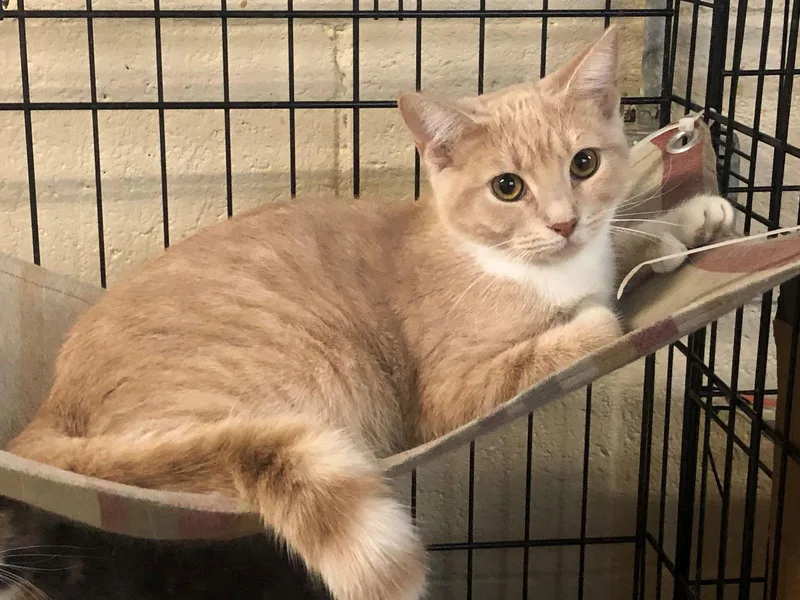 An adult medium-sized female Extra-Toes Cat / Hemingway Polydactyl cat named Mittens for adoption in Apollo, PA