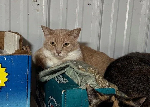 Mittens thumbnail 2