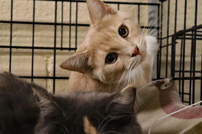 Mittens thumbnail 3