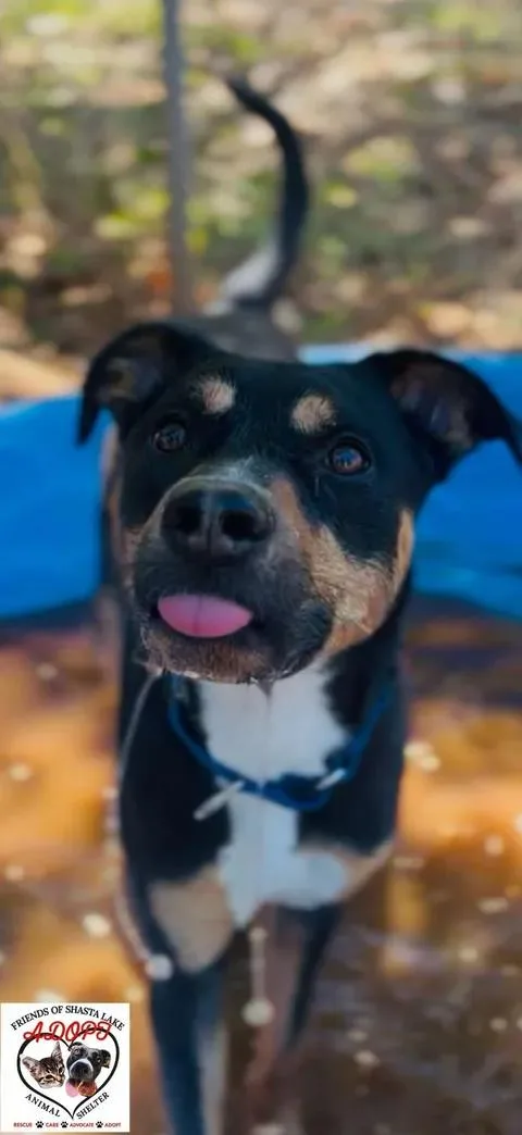 An adult large-sized male Tricolor (Brown, Black, & White) Rottweiler dog named Bodie for adoption in Shasta Lake, CA
