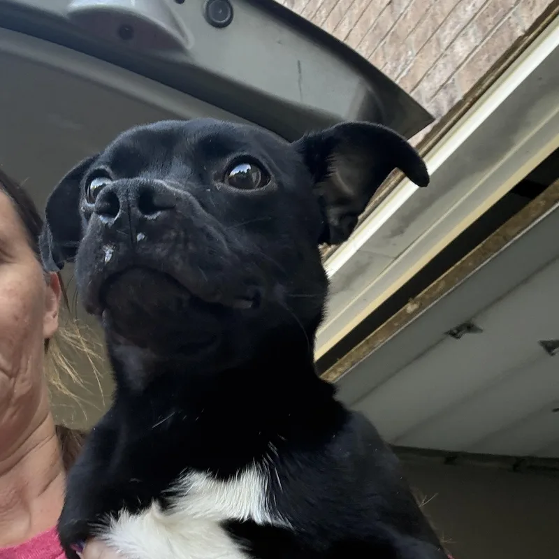 An adult small-sized male Pug dog named Johnny for adoption in Eagleville, TN
