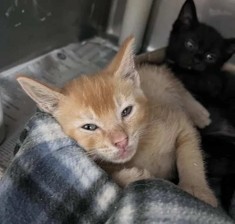 A baby medium-sized male Domestic Short Hair cat named Cosmic Brownie for adoption in Cincinnati, OH