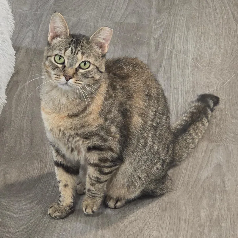 An adult small-sized female Brown / Chocolate Domestic Short Hair cat named Annie for adoption in Goshen, IN