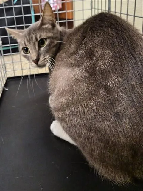 A young medium-sized female Domestic Short Hair cat named Brit for adoption in Fort Myers, FL