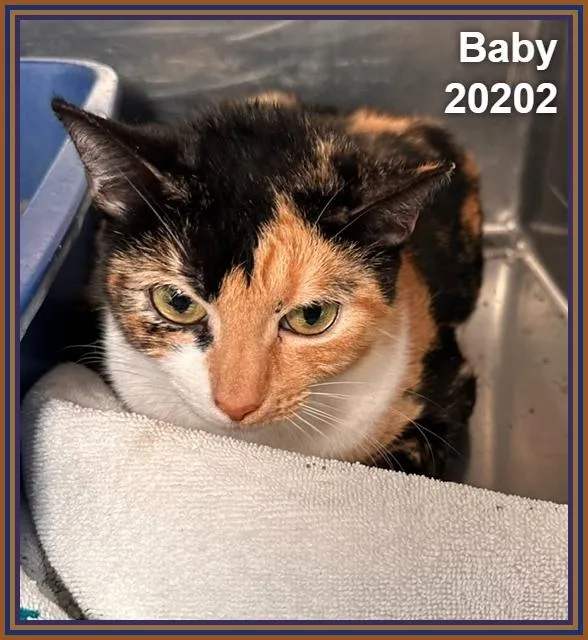 An adult medium-sized female Calico Domestic Short Hair cat named Baby for adoption in Marietta, GA