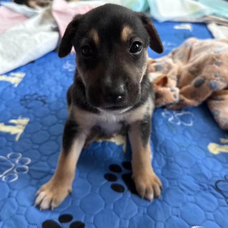 A baby large-sized male Black Shepherd dog named Toffee for adoption in Fort Worth, TX