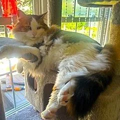 An adult small-sized female Domestic Short Hair cat named Clare for adoption in Fairfax, VA