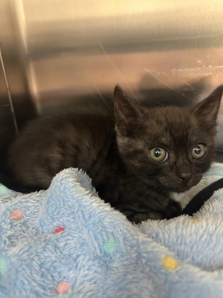A baby medium-sized male Domestic Short Hair cat named Bob for adoption in Seven Points, TX