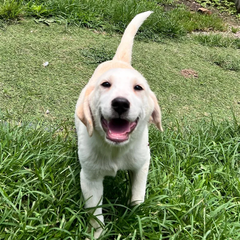 A baby large-sized male White / Cream Great Pyrenees dog named Astro Armstrong for adoption in Andover, MA
