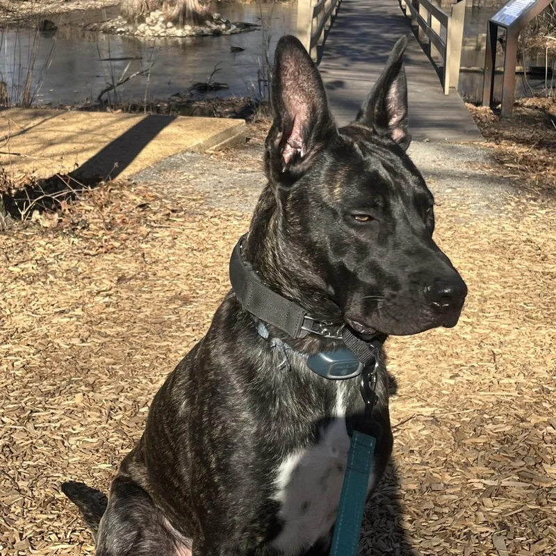 Dexter Doo thumbnail 2