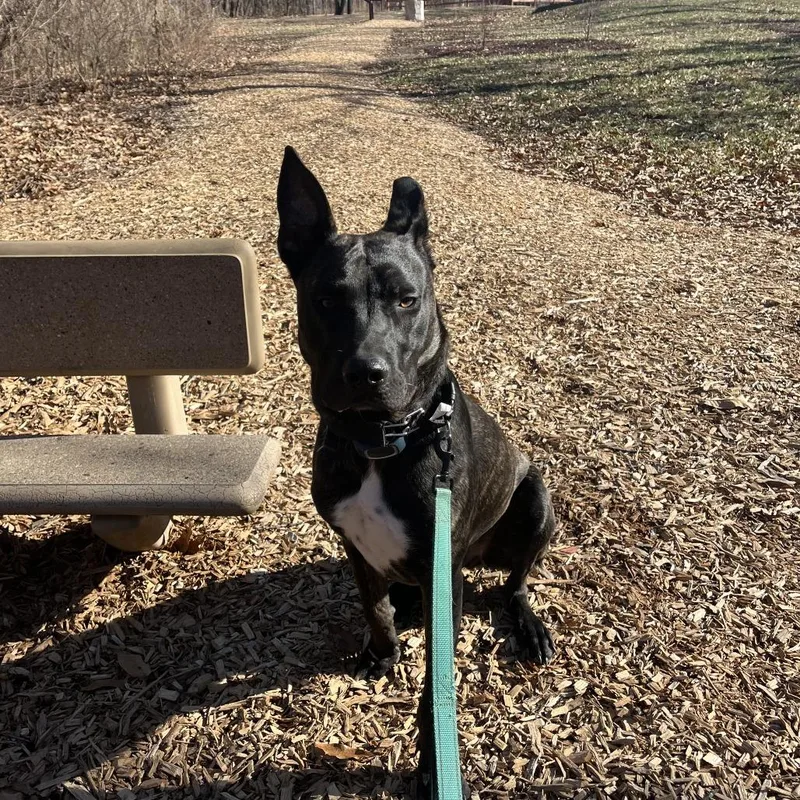 Dexter Doo thumbnail 3