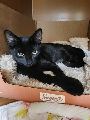 A baby medium-sized female Domestic Short Hair cat named Ellie $ for adoption in Seneca, SC