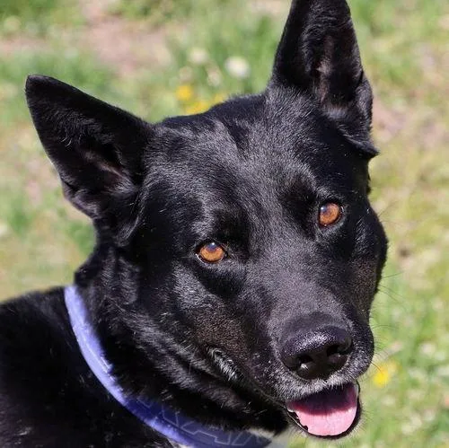 Roy Kent thumbnail 2