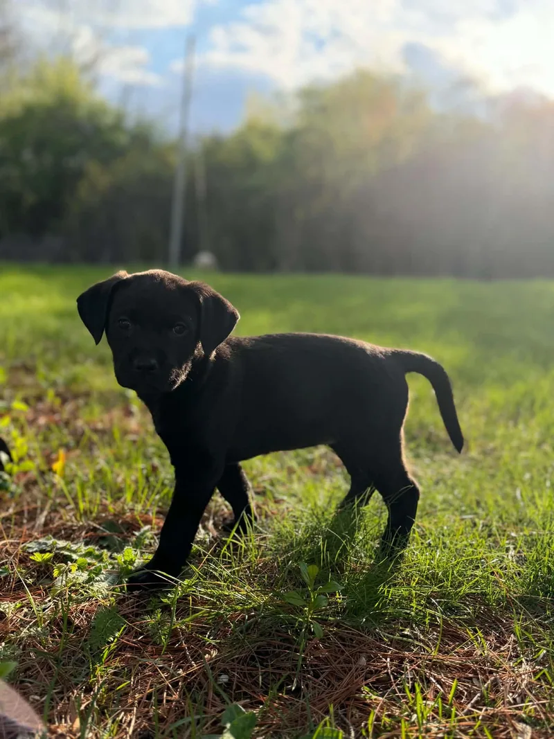 A baby medium-sized female Black Labrador Retriever dog named Kallie for adoption in South Elgin, IL