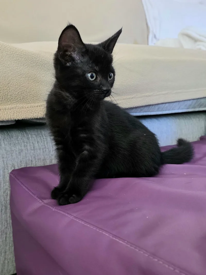 A baby medium-sized female Black Domestic Short Hair cat named Nurse Dana for adoption in Santa Clara, CA