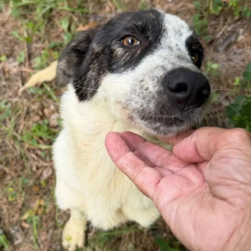 A young medium-sized female White / Cream Great Pyrenees dog named Cinderella for adoption in Cumberland , VA