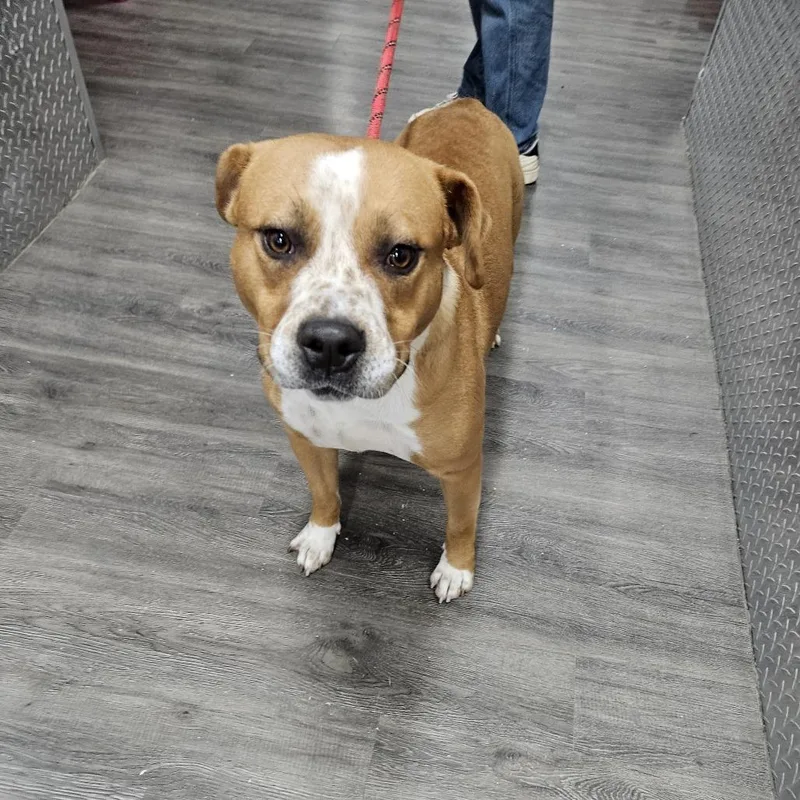 An adult large-sized male Brown / Chocolate Pit Bull Terrier dog named Billy for adoption in Ridgely, MD