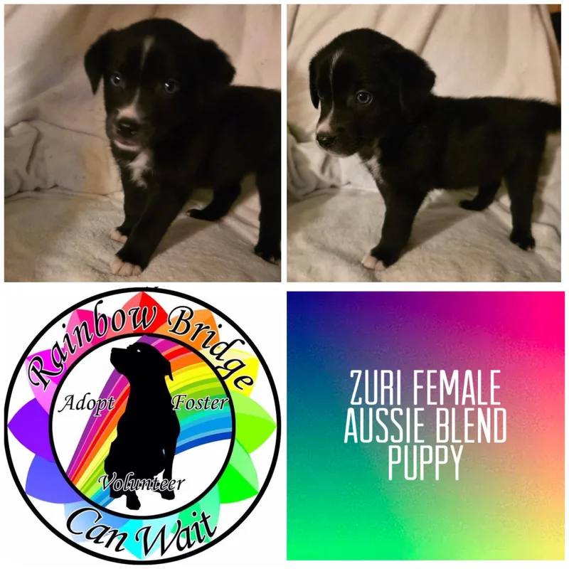Zuri