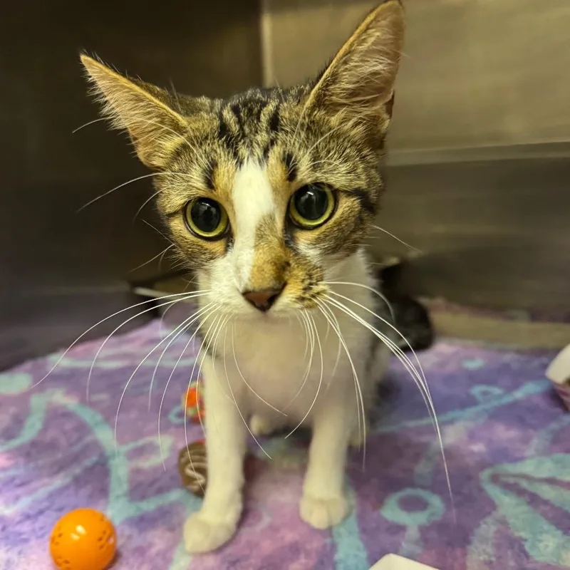 A young medium-sized female White Domestic Short Hair cat named Jilly for adoption in Birmingham, AL