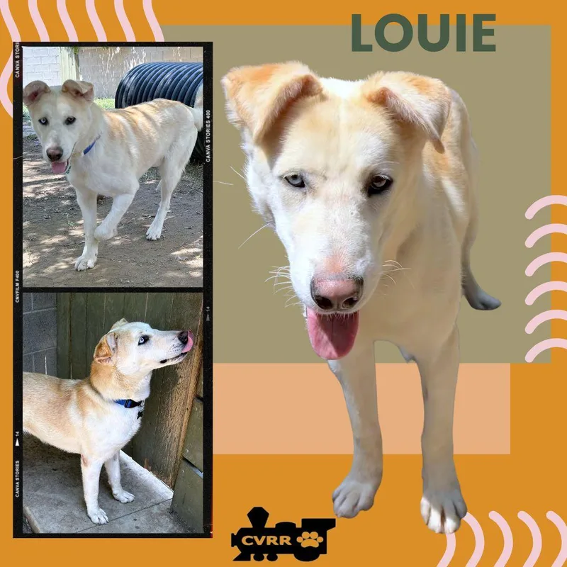 An adult large-sized male Retriever dog named Louie for adoption in LINDSAY, CA