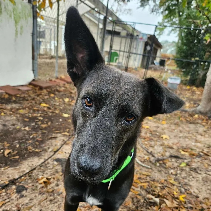 Megalosaurus  Meg thumbnail 3