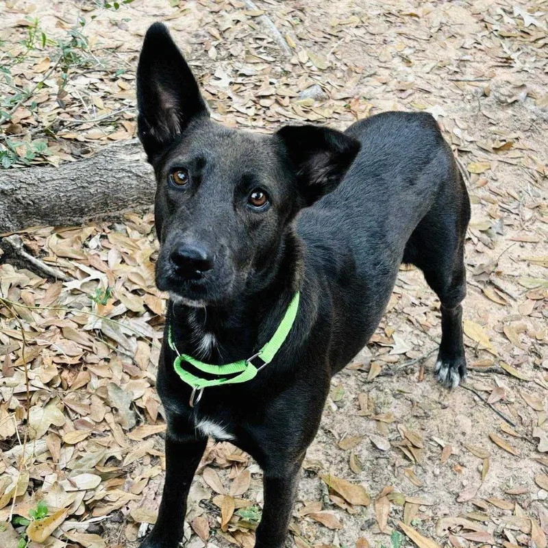 Megalosaurus  Meg thumbnail 4