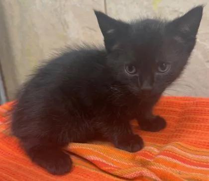 A baby small-sized male Domestic Short Hair cat named Phantom for adoption in Honolulu, HI