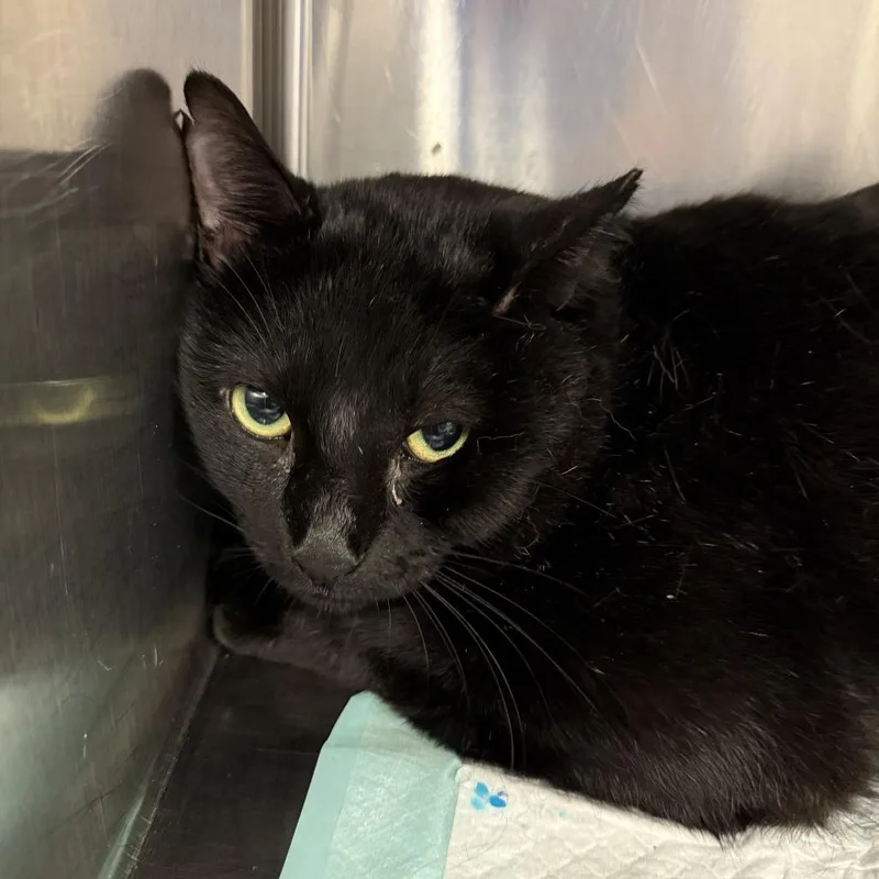 An adult large-sized male Black Domestic Short Hair cat named Colby for adoption in Tulsa, OK