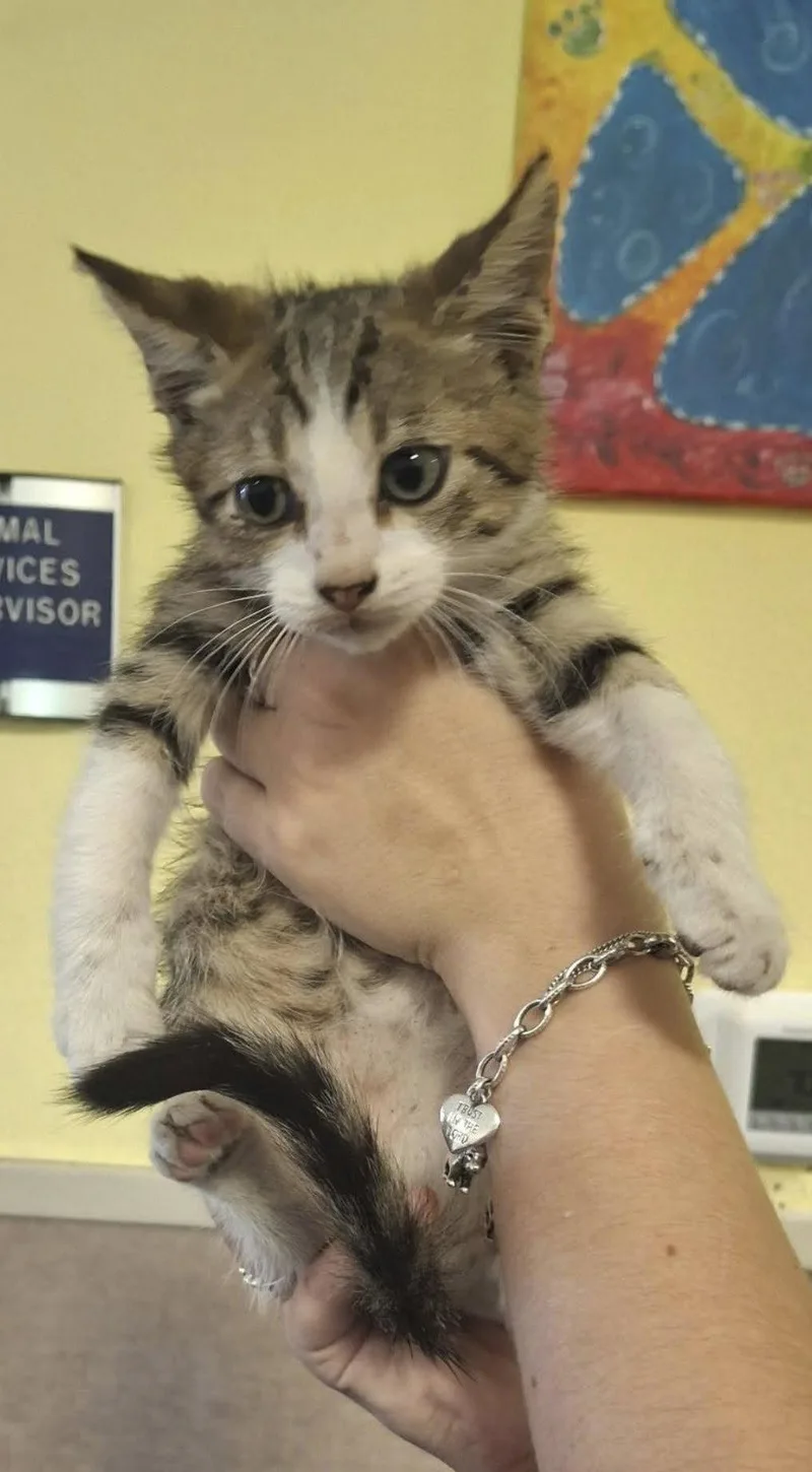 A baby medium-sized male Domestic Short Hair cat named Pesto for adoption in McKinney, TX