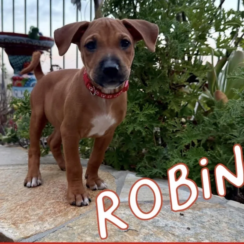 A baby small-sized female Red / Chestnut / Orange Mixed Breed dog named Robin for adoption in San Diego, CA