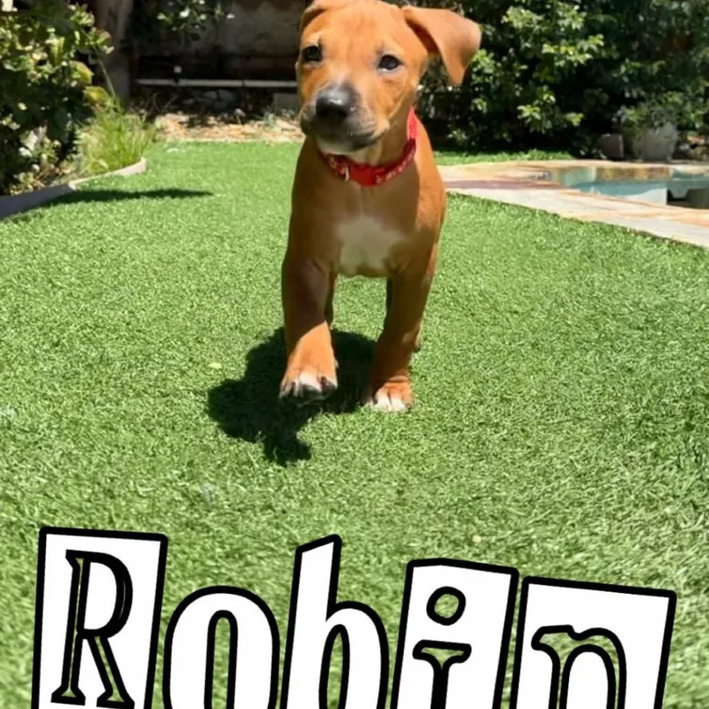 Robin thumbnail 2