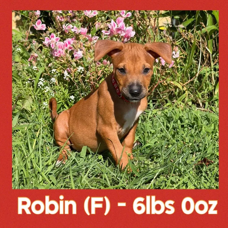 Robin thumbnail 3