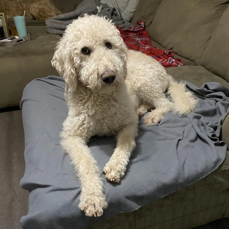 A senior small-sized male White / Cream Standard Poodle dog named Remington Home to Home for adoption in South Elgin, IL