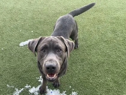 Dreyfuss thumbnail 2