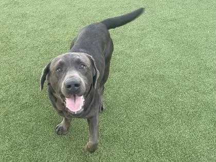 Dreyfuss thumbnail 3