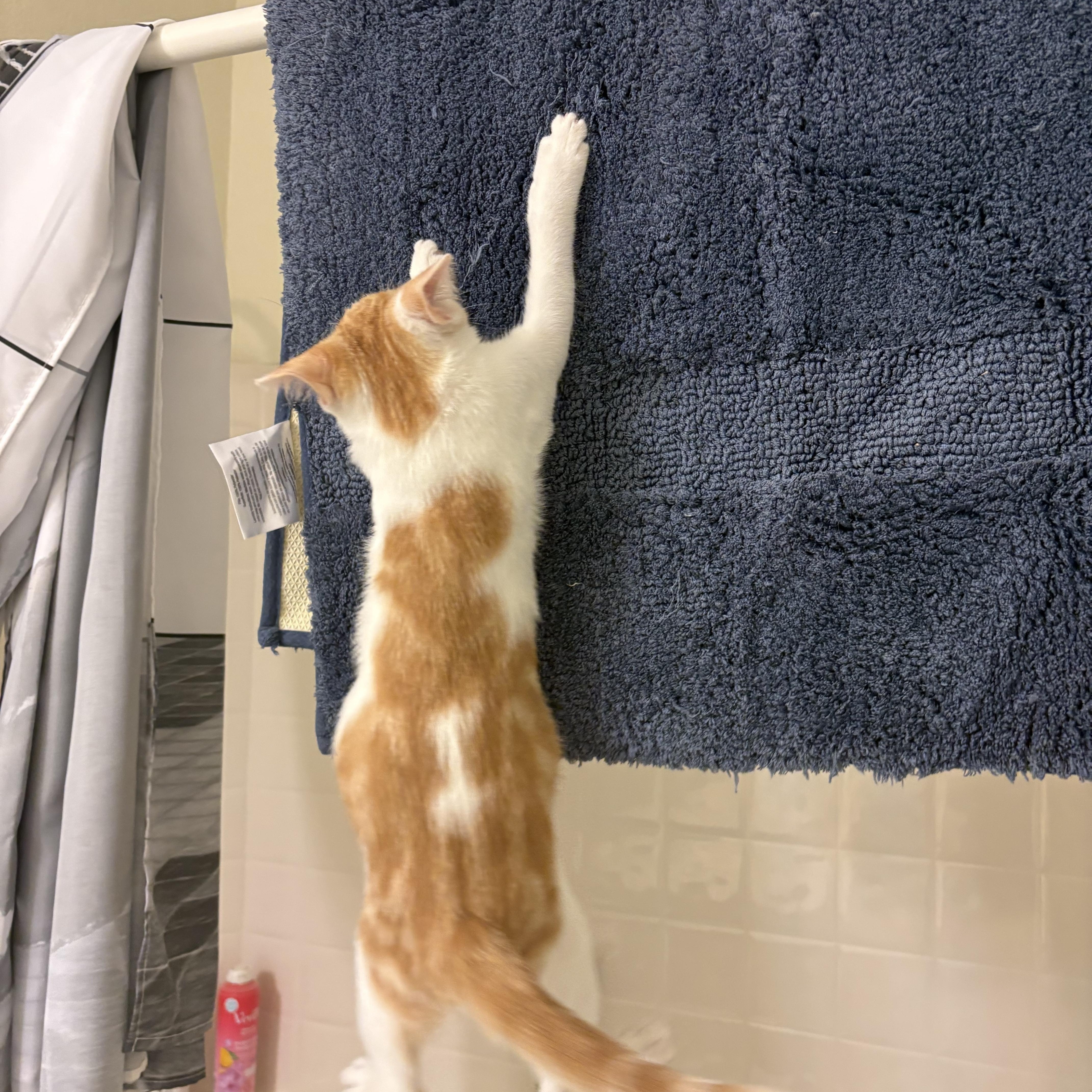 A baby medium-sized male Orange & White Domestic Short Hair cat named Lucien for adoption in Fort Worth, TX
