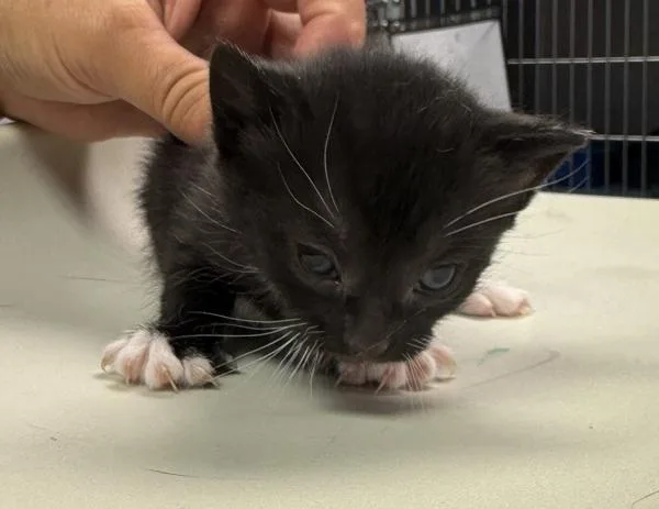 A baby small-sized female Domestic Short Hair cat named Olive for adoption in Salisbury, MD
