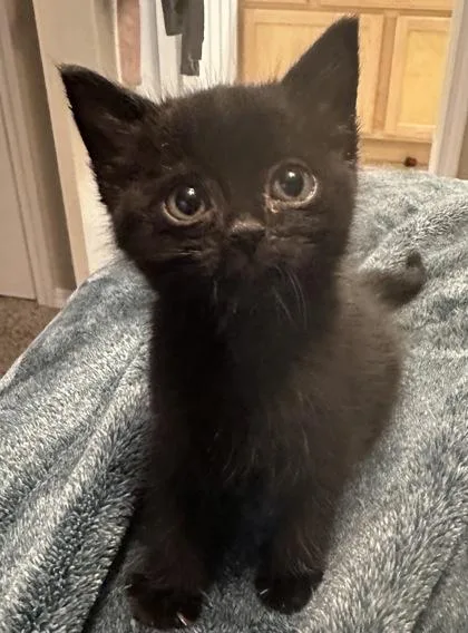A baby small-sized female Domestic Short Hair cat named Olive for adoption in Missoula, MT