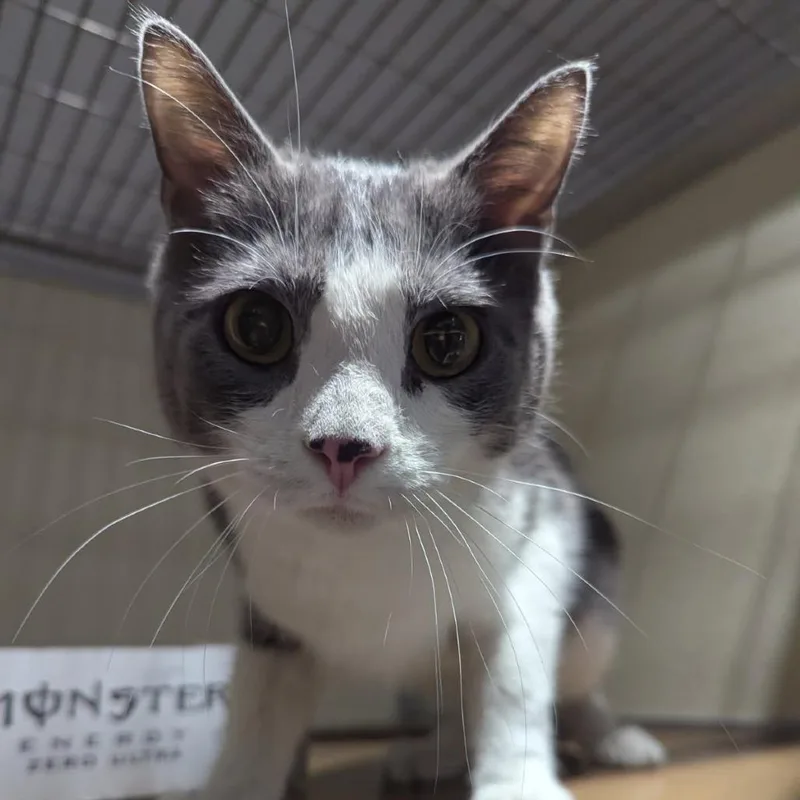 Einstein thumbnail 2