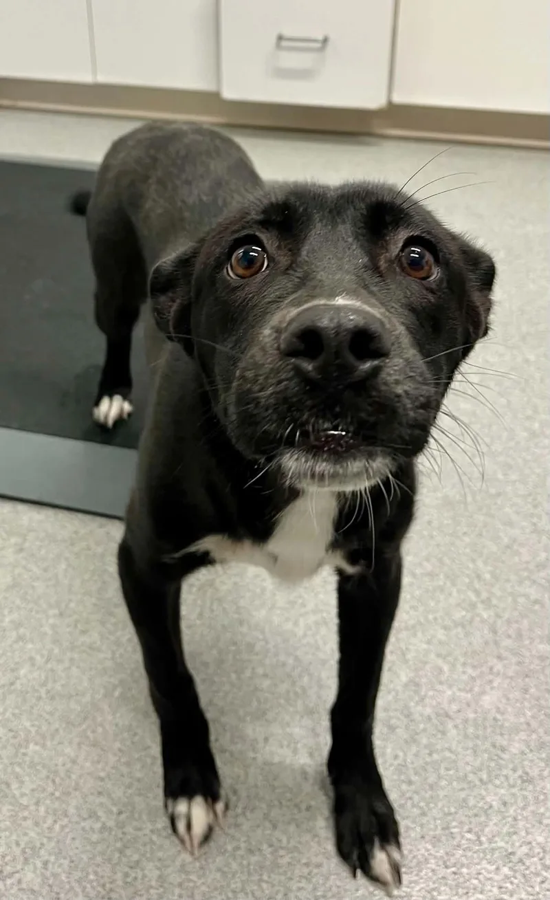 A young medium-sized female Mixed Breed dog named Jilly for adoption in Moundsville, WV