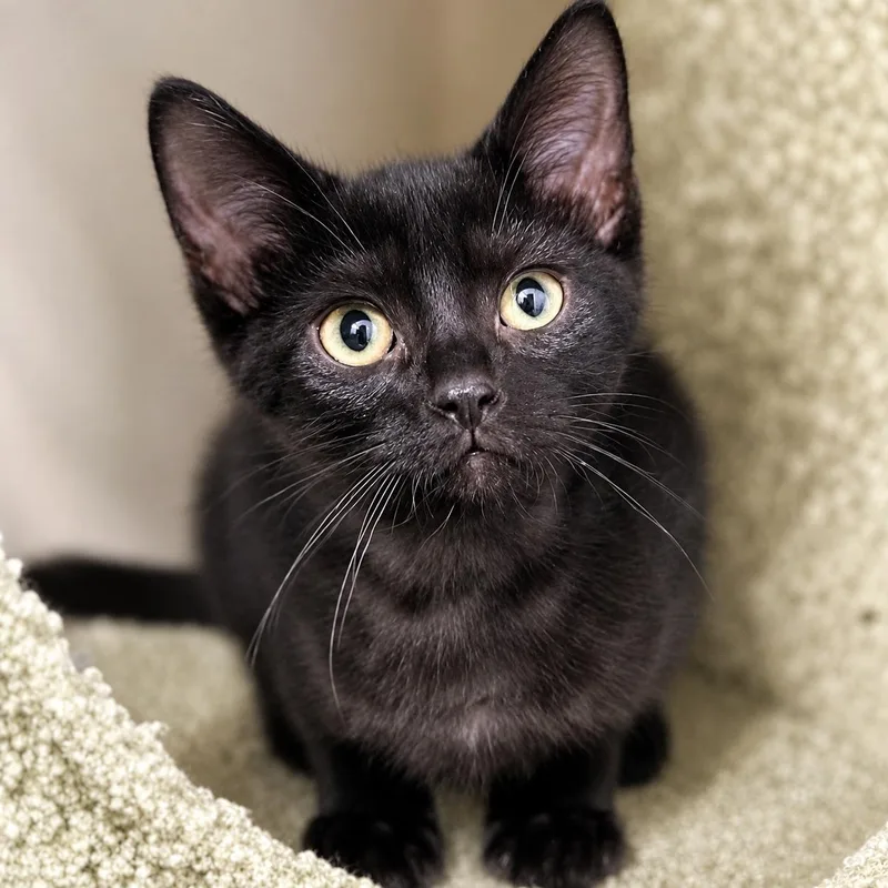 A baby medium-sized male Black Domestic Short Hair cat named Waterwheel for adoption in Pontiac, MI