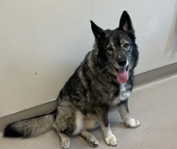 An adult large-sized male German Shepherd Dog dog named Balto for adoption in El Cajon, CA
