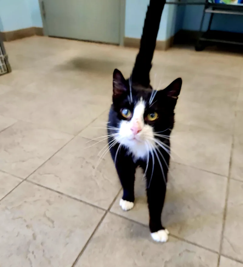 An adult large-sized male Black & White / Tuxedo Domestic Short Hair cat named Saint for adoption in Sewaren, NJ