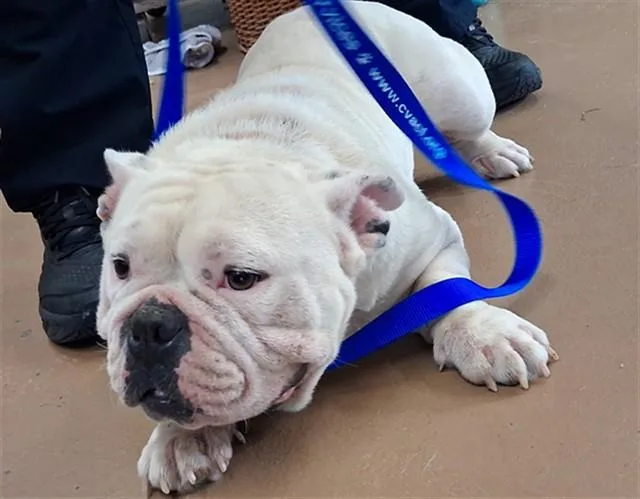 An adult medium-sized male American Bulldog dog named Tulip for adoption in Chula Vista, CA