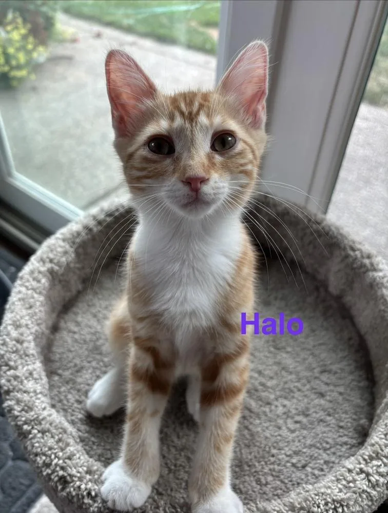 A baby medium-sized male Tabby (Orange / Red) Domestic Short Hair cat named Halo for adoption in Clinton Township, MI