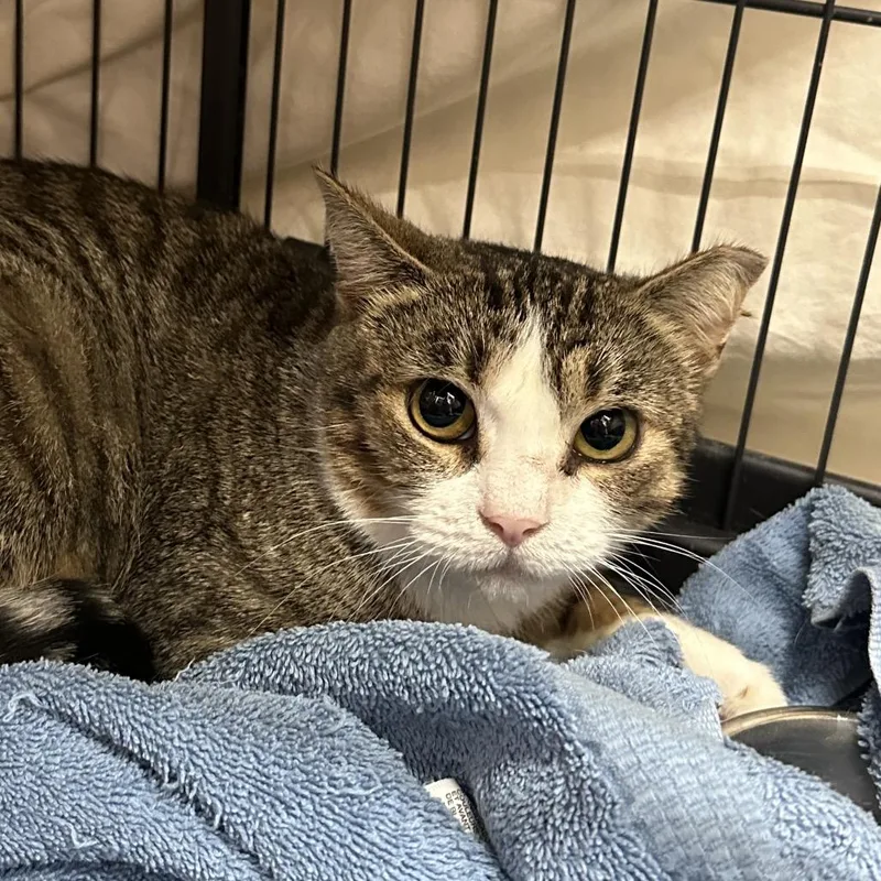 An adult medium-sized female Brown / Chocolate Domestic Short Hair cat named Crumb Cake for adoption in Mount Laurel, NJ