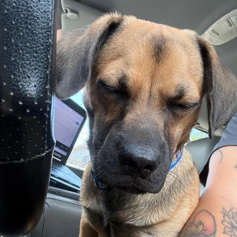A young small-sized male Beagle dog named Ranger for adoption in Galveston, TX