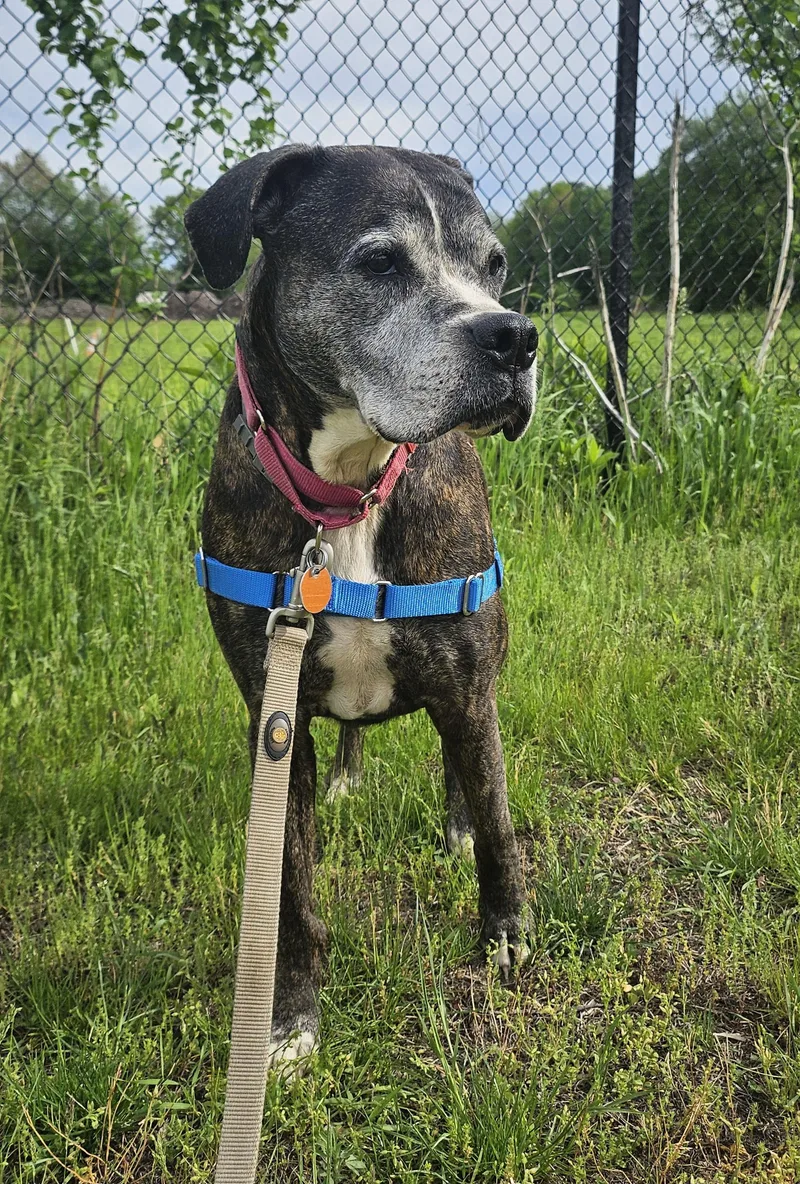 A senior large-sized female Boxer dog named Zena for adoption in Salem, NH