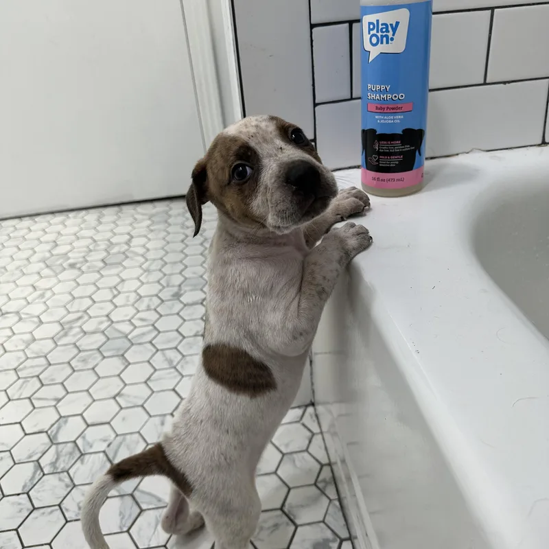 King Charles “london’s Royal thumbnail 2