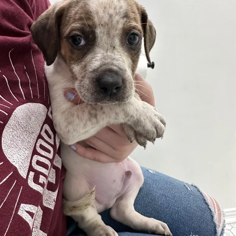 King Charles “london’s Royal thumbnail 3